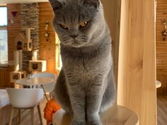 -猫的茶·猫咖