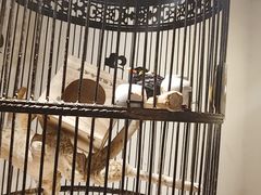 -清真·京华源铜锅涮肉(丰庆店)