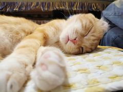 -平行世界·猫咖(首经贸店)