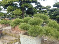 -龙大花卉苗木市场