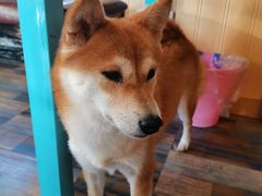 -柴源莊·柴小宠柴犬咖啡