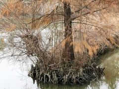 -池杉湖湿地公园