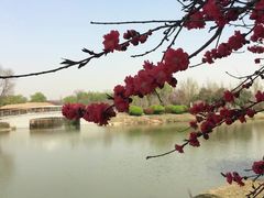 -西安浐灞国家湿地公园