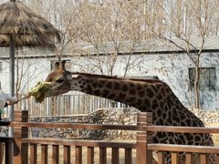 -北京野生动物园