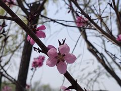 -塘沽森林公园