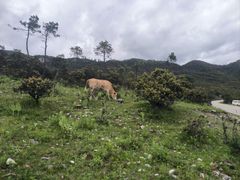 -玉龙雪山游客服务中心