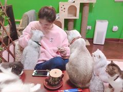 -李小姐の猫咖啡馆(五角场店)