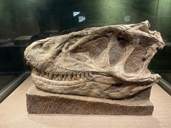 -自贡恐龙博物馆