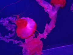 -西安曲江海洋极地公园