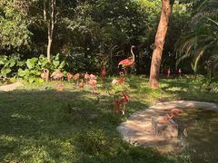 -深圳野生动物园