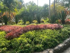 -中国科学院西双版纳热带植物园