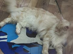 -袖虎·猫馆(体育西路店)