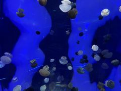 -暹罗海洋世界