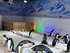 -海合安武汉极地海洋公园