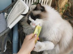 -喵屿·大理花园猫咖