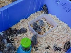 -桂林市花鸟市场