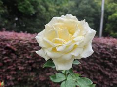 -黄兴公园