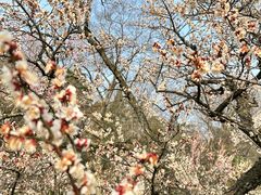 -梅花山(明孝陵内)