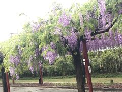 -嘉定紫藤园