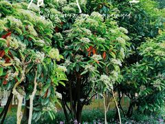 -郑州中国绿化博览园