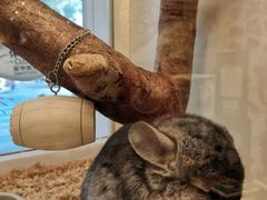 -龙猫仔乐园(惠福东路店)