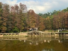 -深圳仙湖植物园