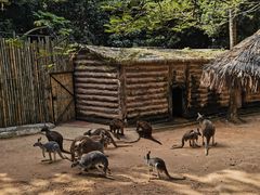 -深圳野生动物园