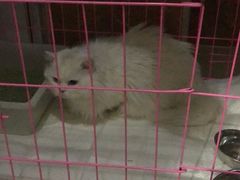 -美联众合动物医院·24h京西诊疗中心