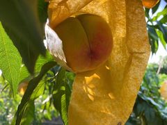 -老袁家蜜桃农场·阳山水蜜桃