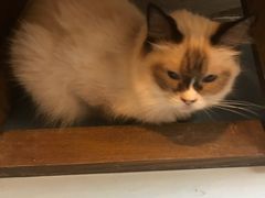 -猫色咖啡·猫咖