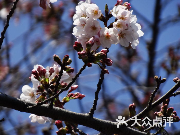 浅草寺樱花图片 - 第106张