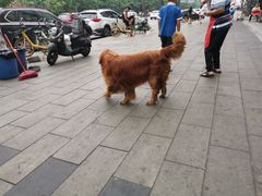 -大邑李记肥肠血旺