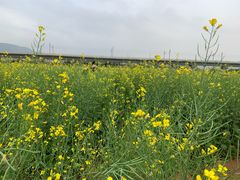 -光明小镇欢乐田园