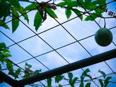-广东花都香草世界旅游度假区
