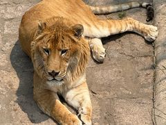 -西霞口神雕山野生动物世界