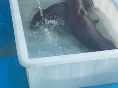 -海合安成都极地海洋公园