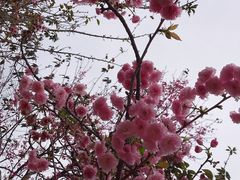 -天适樱花悠乐园