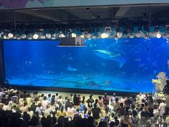 -烟台海昌鲸鲨海洋公园