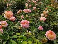 -人民公园(罗湖区)