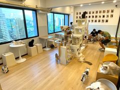 -有喵·猫咖·狗咖·30几只猫10只小狗(岗厦店)