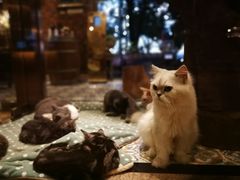 -more than meow吴止猫主题餐厅(承德 中船汇店)