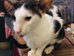 -猫色咖啡·猫咖