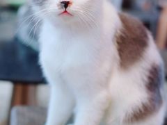 -more than meow吴止猫主题餐厅(承德 中船汇店)