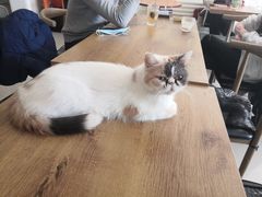 -平行世界·猫咖(首经贸店)