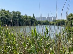 -长田漾湿地公园