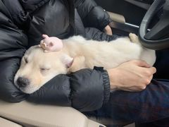 -纳吉亚猫专科动物医院博雅分院