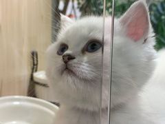 -屋虎猫馆(宝安大仟里店)
