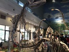 -自贡恐龙博物馆