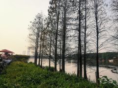 -海珠湖公园