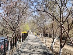 -桃花堤公园